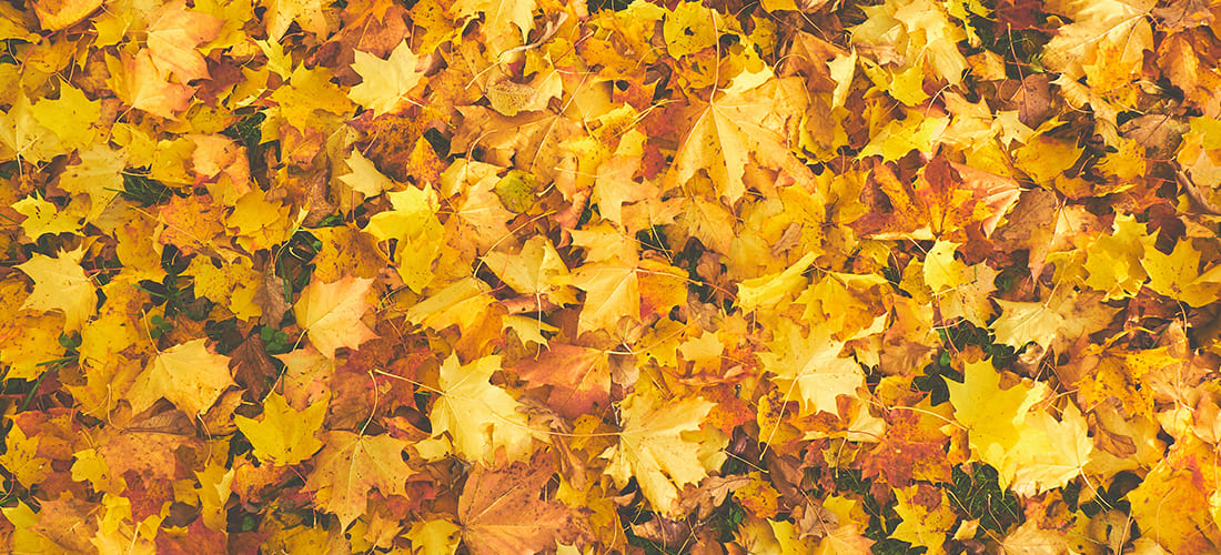 5 recetas de otoño en Robots de Cocina